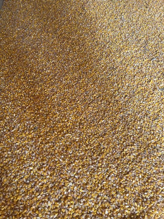 Vand porumb uscat 2025