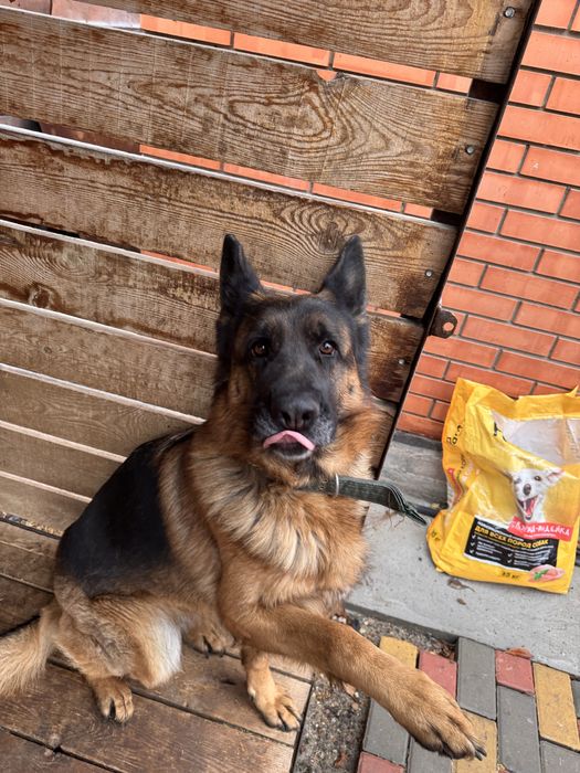 Вязка немецкой овчарки