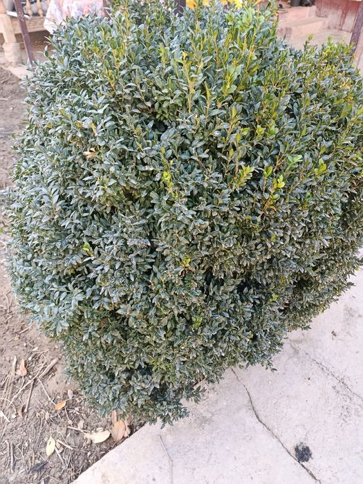 Кўп йиллик шамшод кўчати сотилади...10 йиллик...