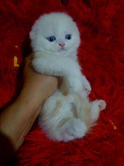Шотландская вислоухая скоттиш фолд мальчик
