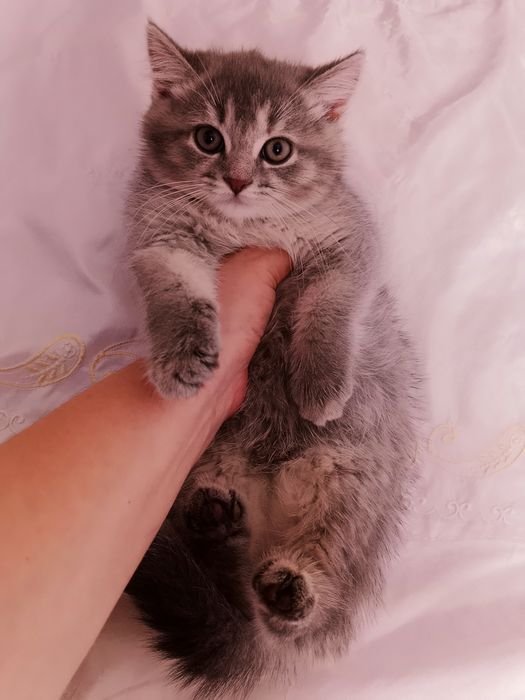 6 мес шотландские девочки