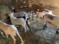 Vând capre sănătoase și crescute natural. Preț: 350 lei/bucată.