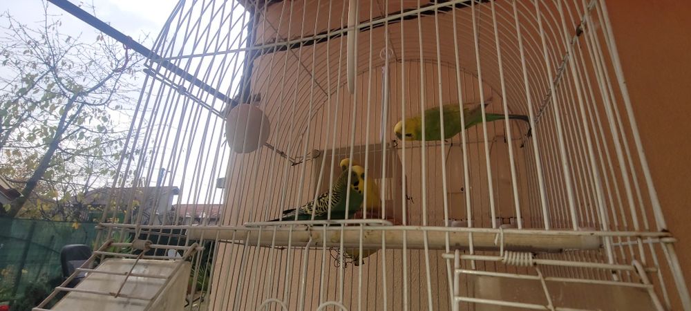 Vând 3peruși tânări