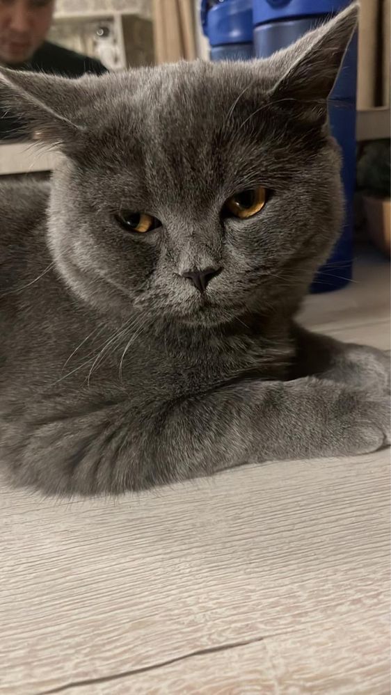 Британец . Британский кот