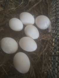 Домашние яйца по 700 тенге за десяток