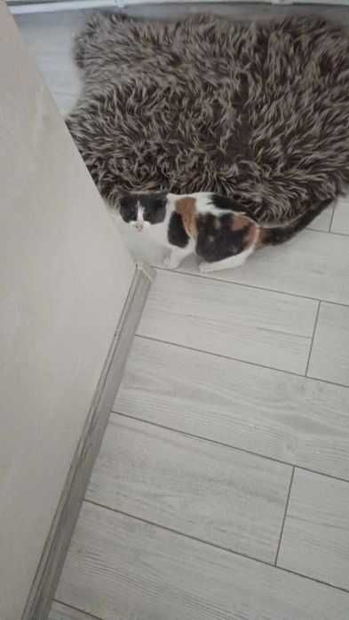 Adoptie pui de pisica