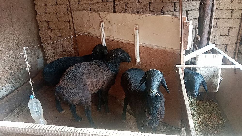 Qo'chqor qo'ylar sotiladi