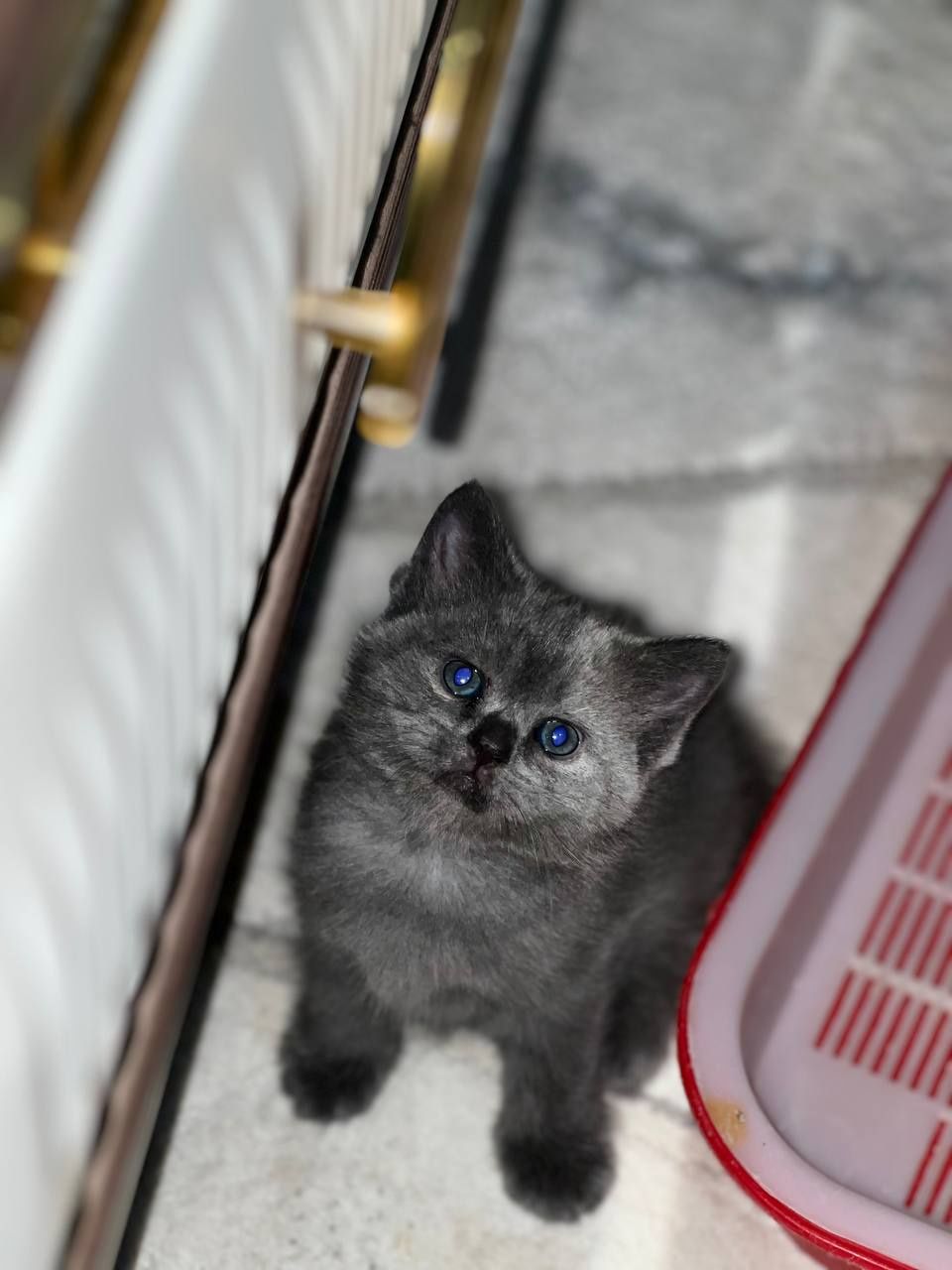 Продаётся  кошки