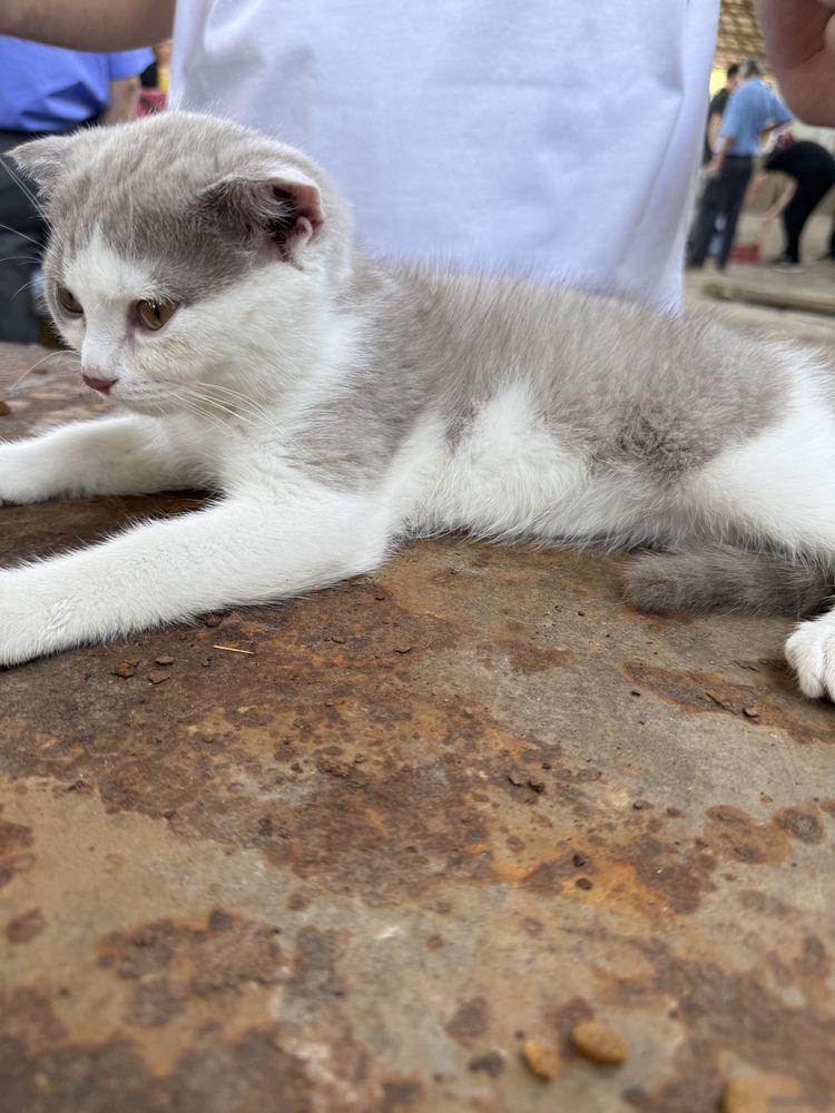 Scottish-fold кошичка