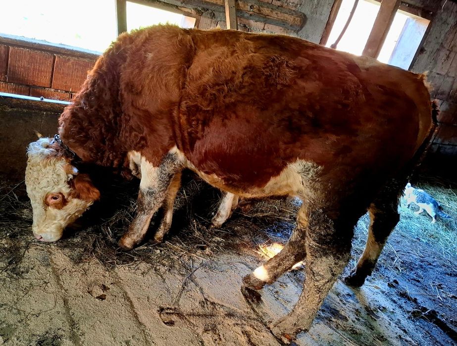 Taur bălțat de vânzare