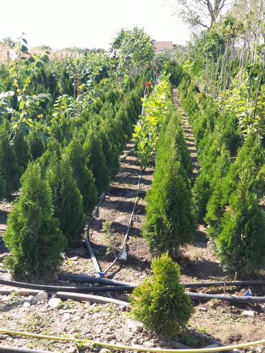 Pepiniera tuia smaragd