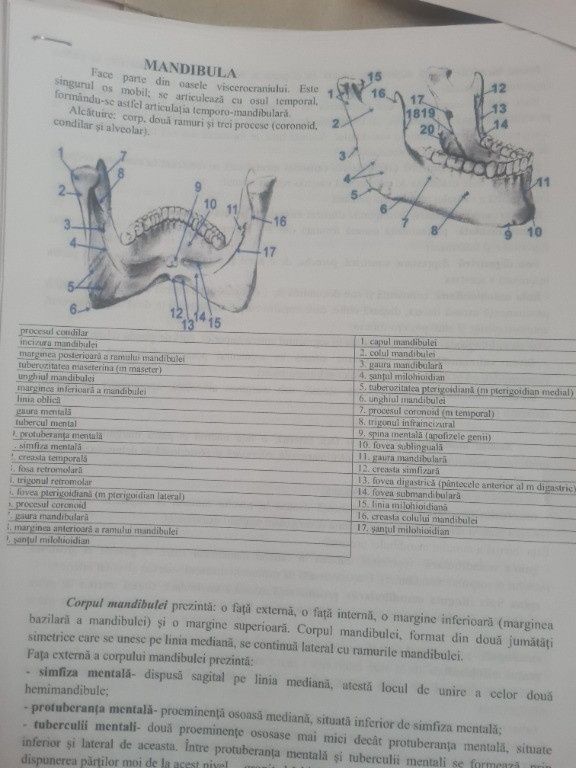 Cursuri anatomia capului și gatului medicina Bucuresti