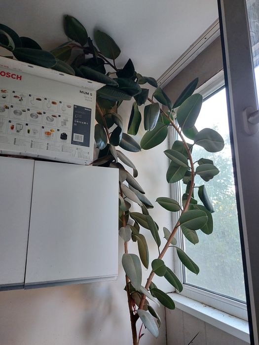 Фикус арзон сотилади