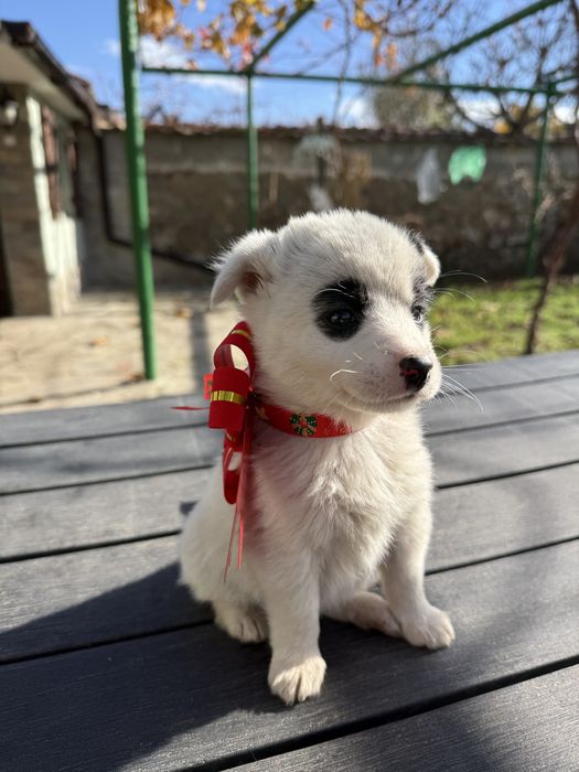 Кученца си търсят дом