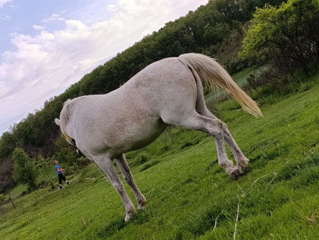 Iapa de vânzare buna la căruță la greutate orice