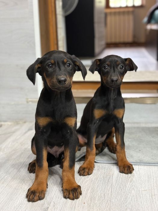 Чистокръвни добермани