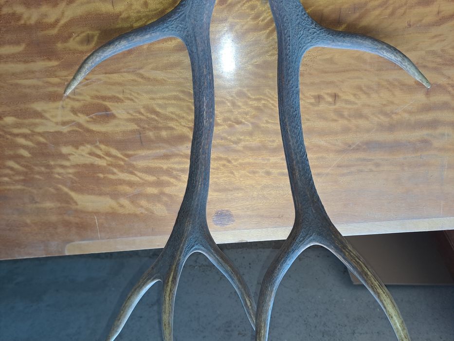 Coarne cerb carpatin