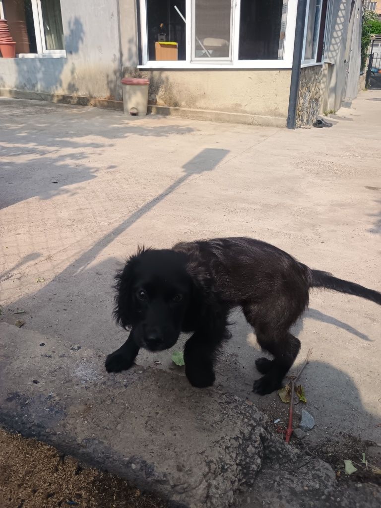 Кокер шпаньол на 3 месеца.