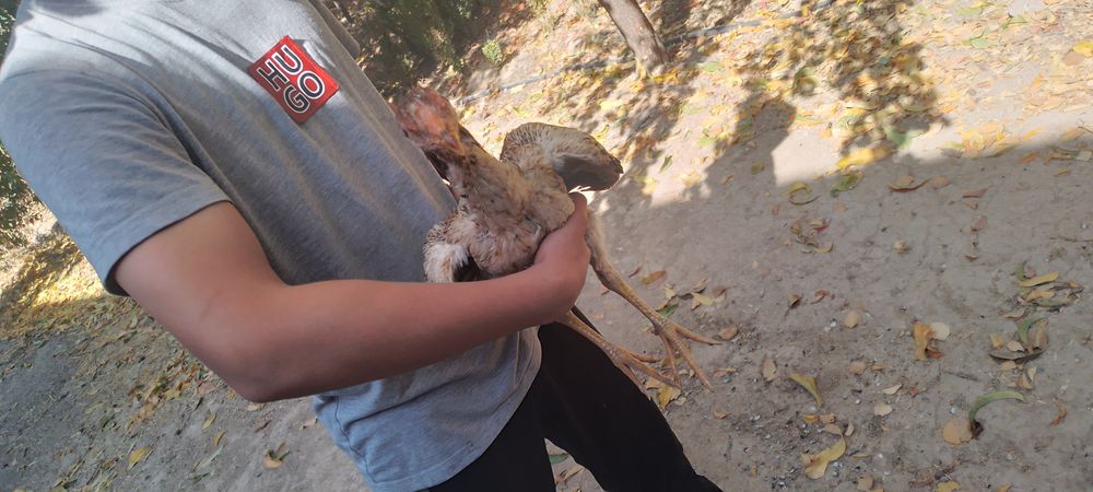 Boboqi joja tõvuq narxni kelishamiz Toza