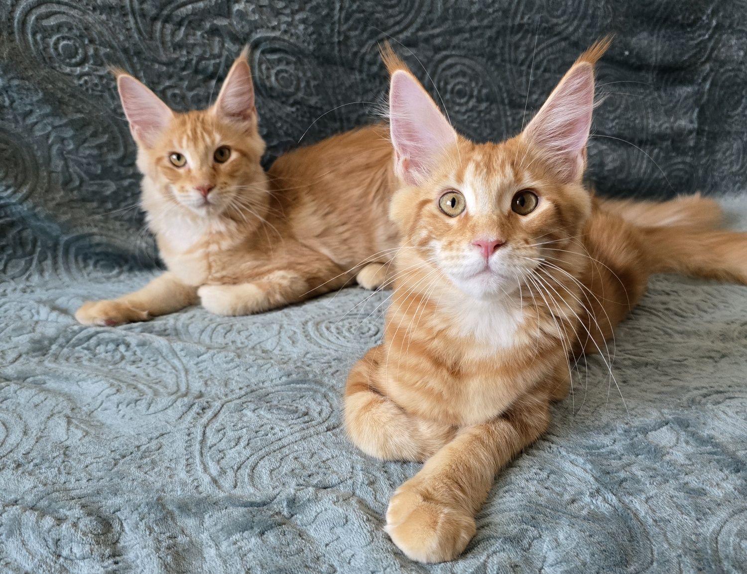 Pisoi Maine Coon cu Pedigree