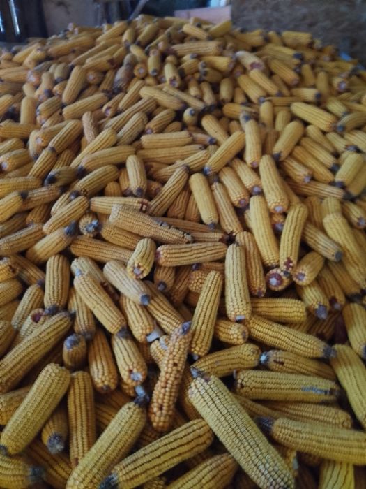 Vând porum știuleți