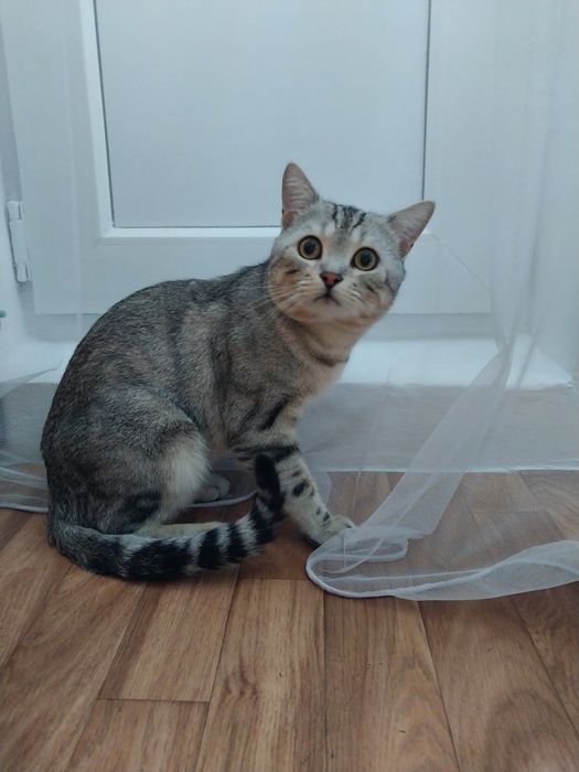 Отдам бесплатно котика.