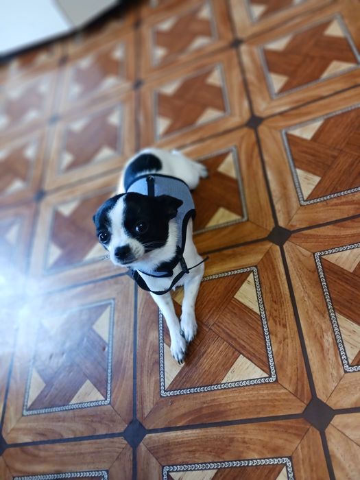 Чихуахла  на годинка в добро здравно състоияние игрива и весела