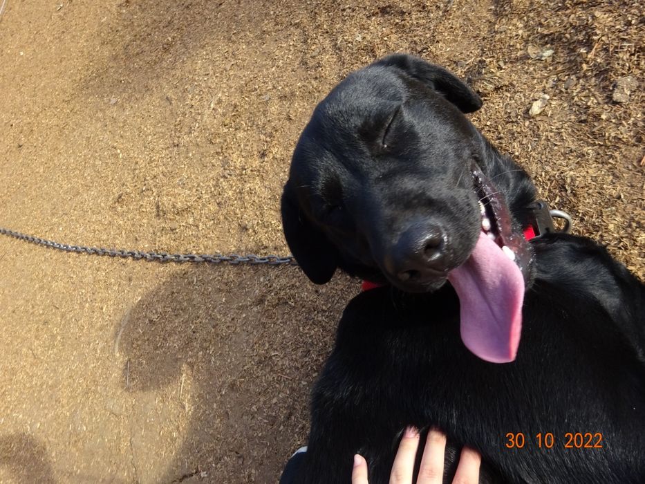 Donez labrador femela