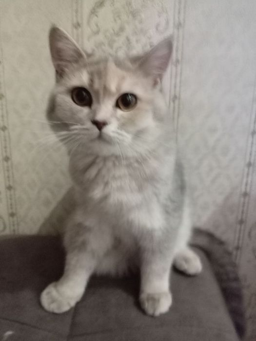 Скотишстрайт зотли мушук сотилади.