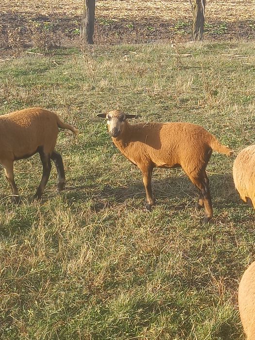 Miel de Cameruni de vanzare