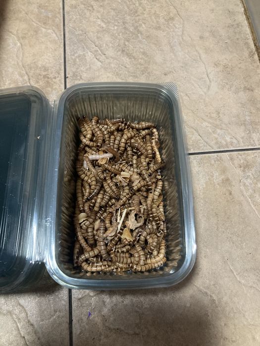 Superworms reptile,pasari etc