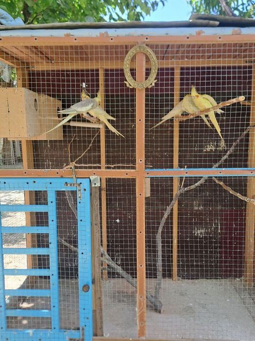 Papugay sotiladi turishi 13000