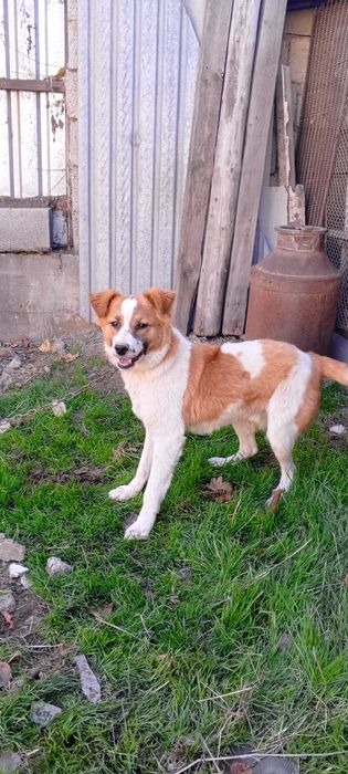 Продам собаку сторожевую  пятимесячную кобель