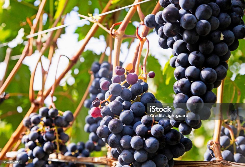 Vand struguri pentru vin Concord negri .