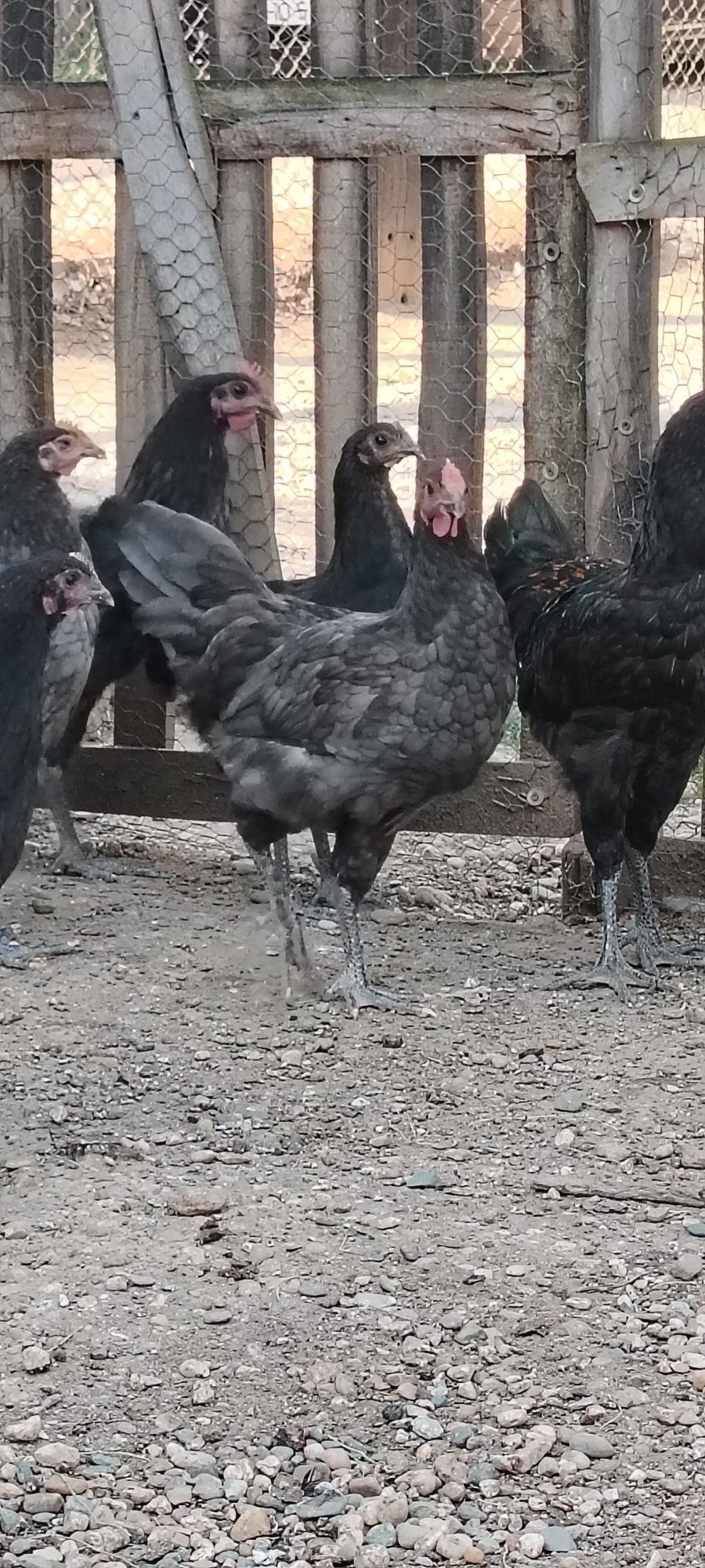 Australorp rasă pură