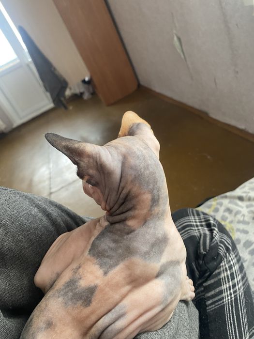 Девочка сфинкс, стерилизованная 1 год