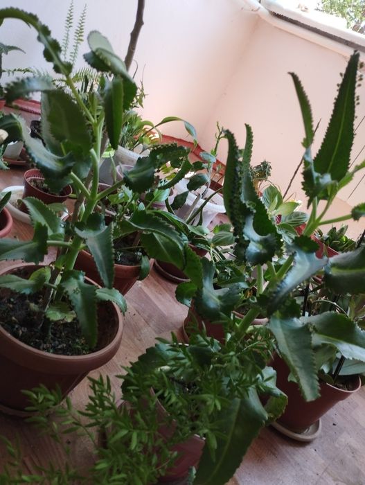 Каланхоэ лечебное