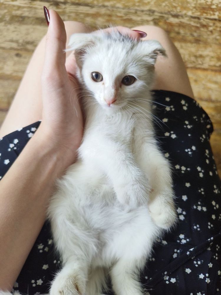 Отдам в хорошие руки вислоухий котенок 2 месяца
