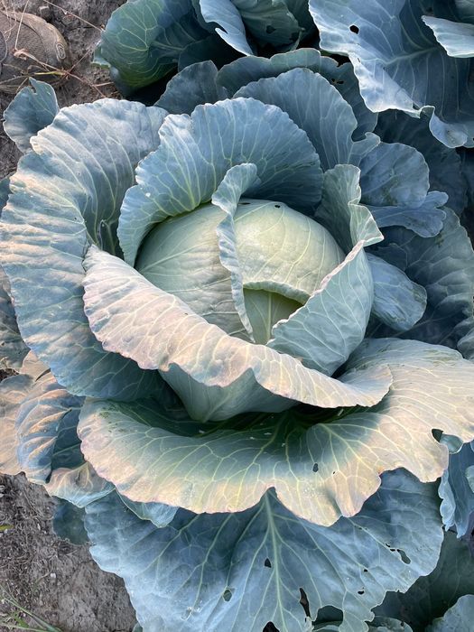 Продавам Зеле на едро