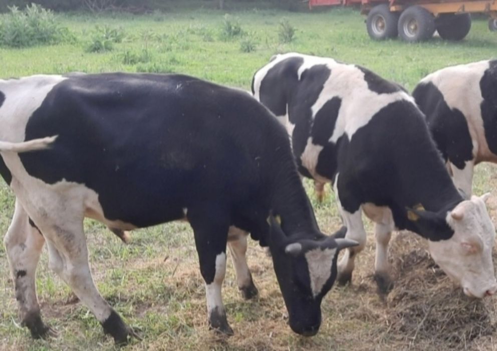 Tauri/ Tauri mari/ montă