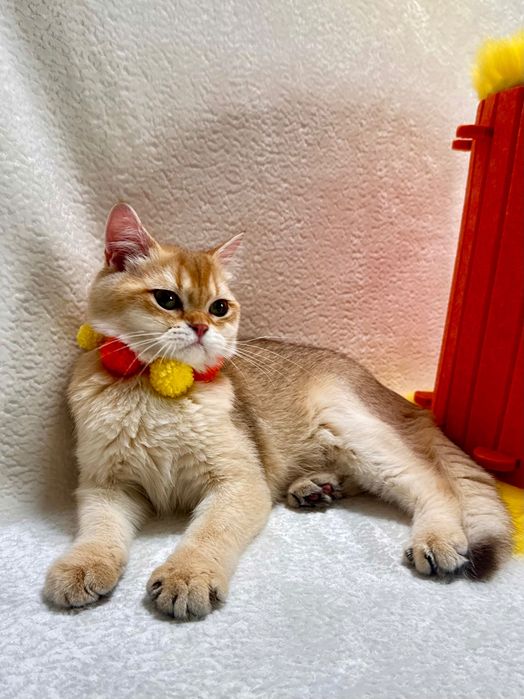 Британский котенок шоколадная золотая шиншилла (by 11) с документами.
