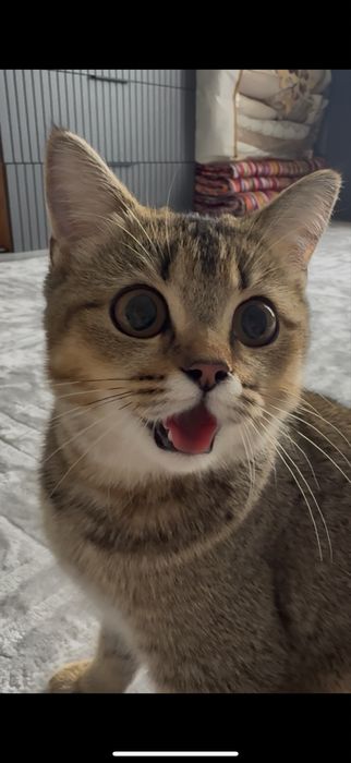 Отдам кошку в хорошие руки, добрым людям.