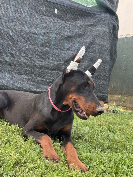 Black Friday! Cățeluș Doberman cu 30% reducere cu pedigree