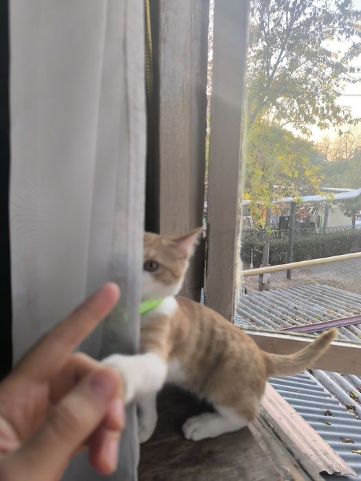 Hadiyaga mushukchammi beraman