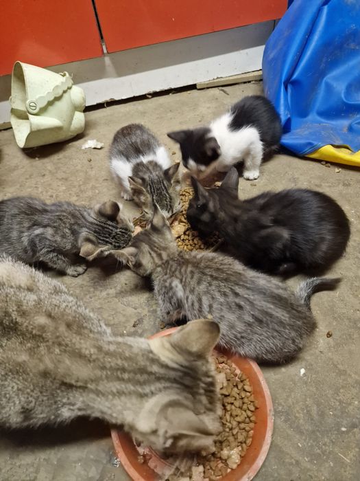 Pui de pisica pentru adopție