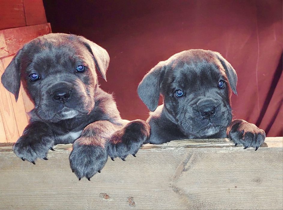 Кане корсо свободни бебета