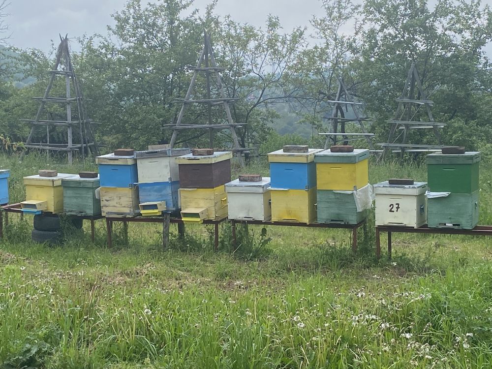 Vand familii de albine
