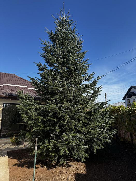 Brad natural de vanzare