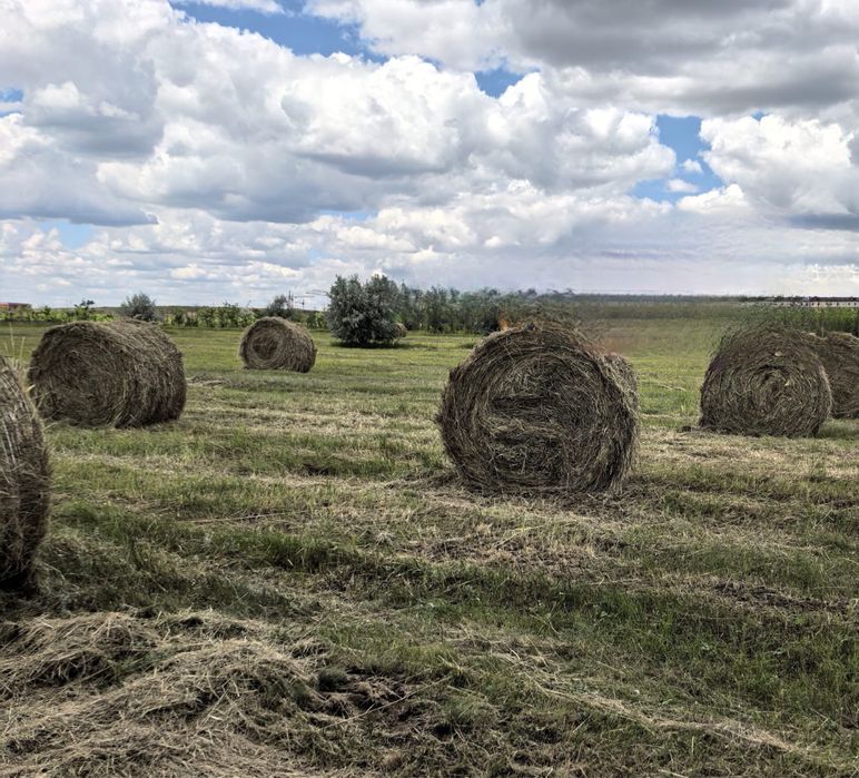 Продам сено в рулонах