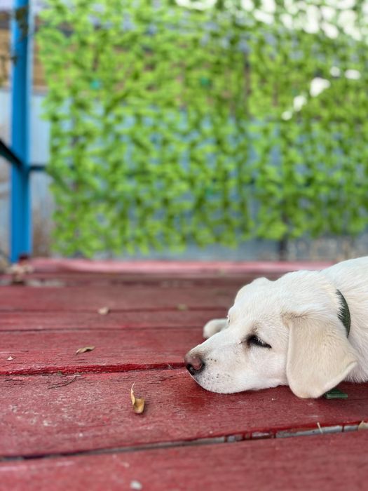 Лабрадор чистокровная девочка